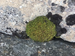 Hymenoloma crispulum