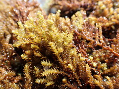 Ericaria mediterranea