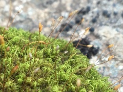 Hymenoloma crispulum