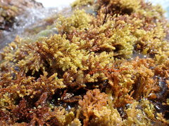 Ericaria mediterranea