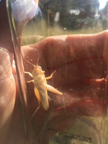 iNaturalist observation photo of Clear-winged Grasshopper