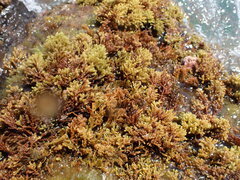 Ericaria mediterranea