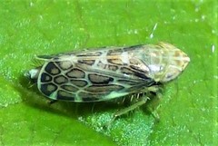 Errastunus ocellaris