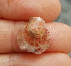 Talochlamys pusio