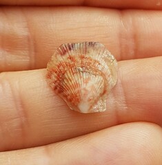 Talochlamys pusio