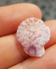 Talochlamys pusio
