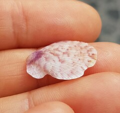 Talochlamys pusio
