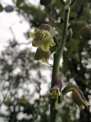 Prochnyanthes