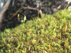 Hymenoloma crispulum