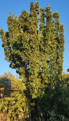Pyrus communis