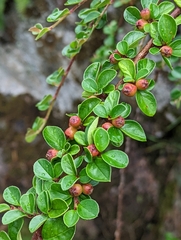 Cotoneaster hjelmqvistii