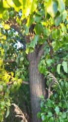 Pyrus communis