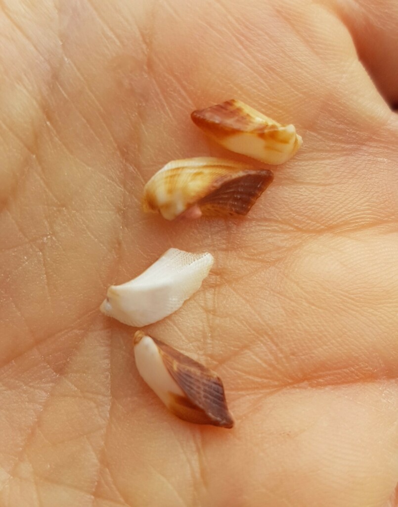 Ark-shell