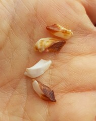 Tetrarca tetragona