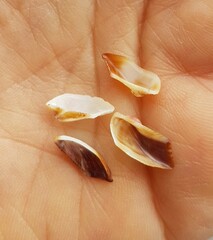 Tetrarca tetragona