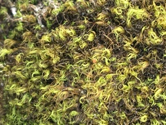 Hymenoloma crispulum