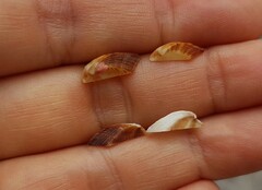 Tetrarca tetragona