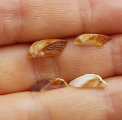 Tetrarca tetragona