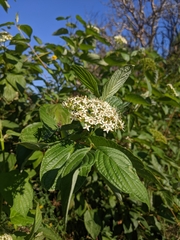 Cornus sericea occidentalis