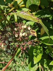 Cornus sericea occidentalis