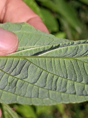 Cornus sericea occidentalis