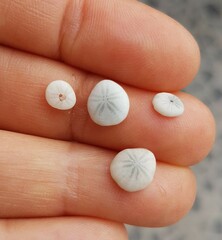 Echinocyamus pusillus