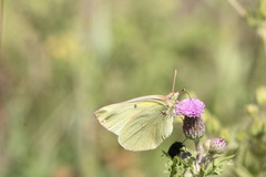 Colias alexandra