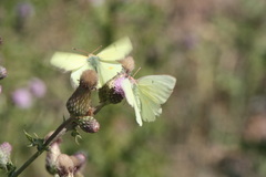 Colias alexandra