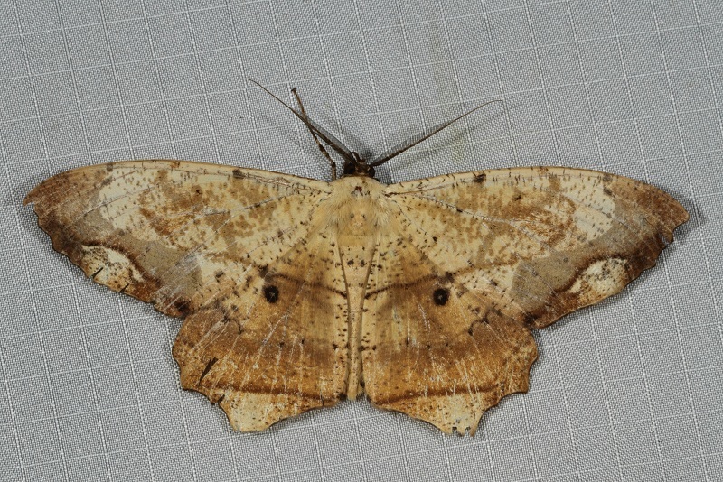 Chorodna pallidularia