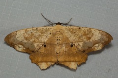 Chorodna pallidularia