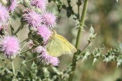 Colias alexandra