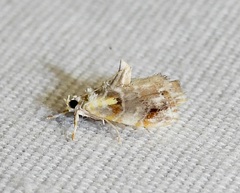 Glaphyria basiflavalis