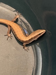 Elgaria multicarinata