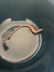 Elgaria multicarinata