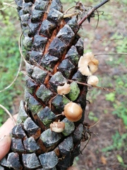 Baeospora