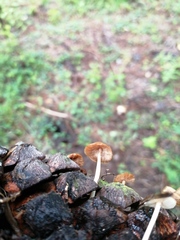 Baeospora