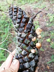 Baeospora