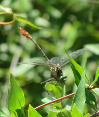 Dromogomphus armatus