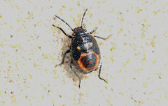 Eurydema herbacea