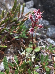 Micranthes razshivinii