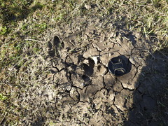 Hydrochoerus hydrochaeris