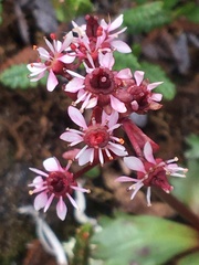 Micranthes razshivinii