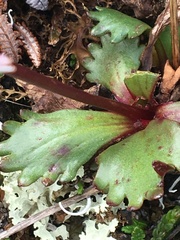 Micranthes razshivinii