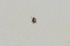 Eurydema herbacea