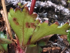 Micranthes razshivinii