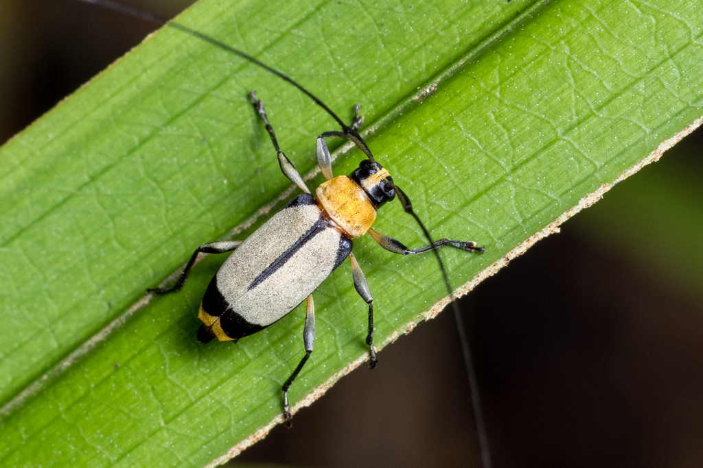Acanthocinini