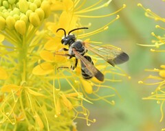Epinomia