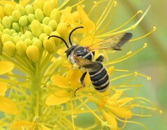 Epinomia