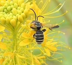 Epinomia