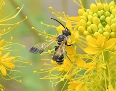 Epinomia